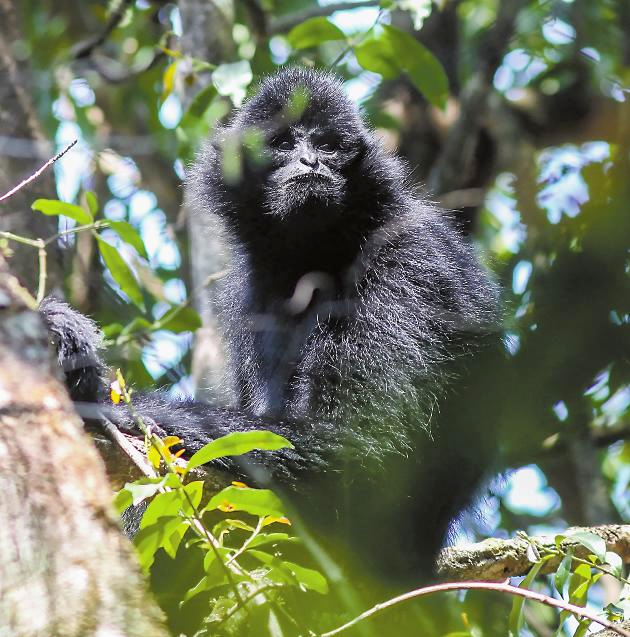 聚焦COP29|隆基绿能联合世界自然保护联盟(IUCN)发布生物多样性保护倡议