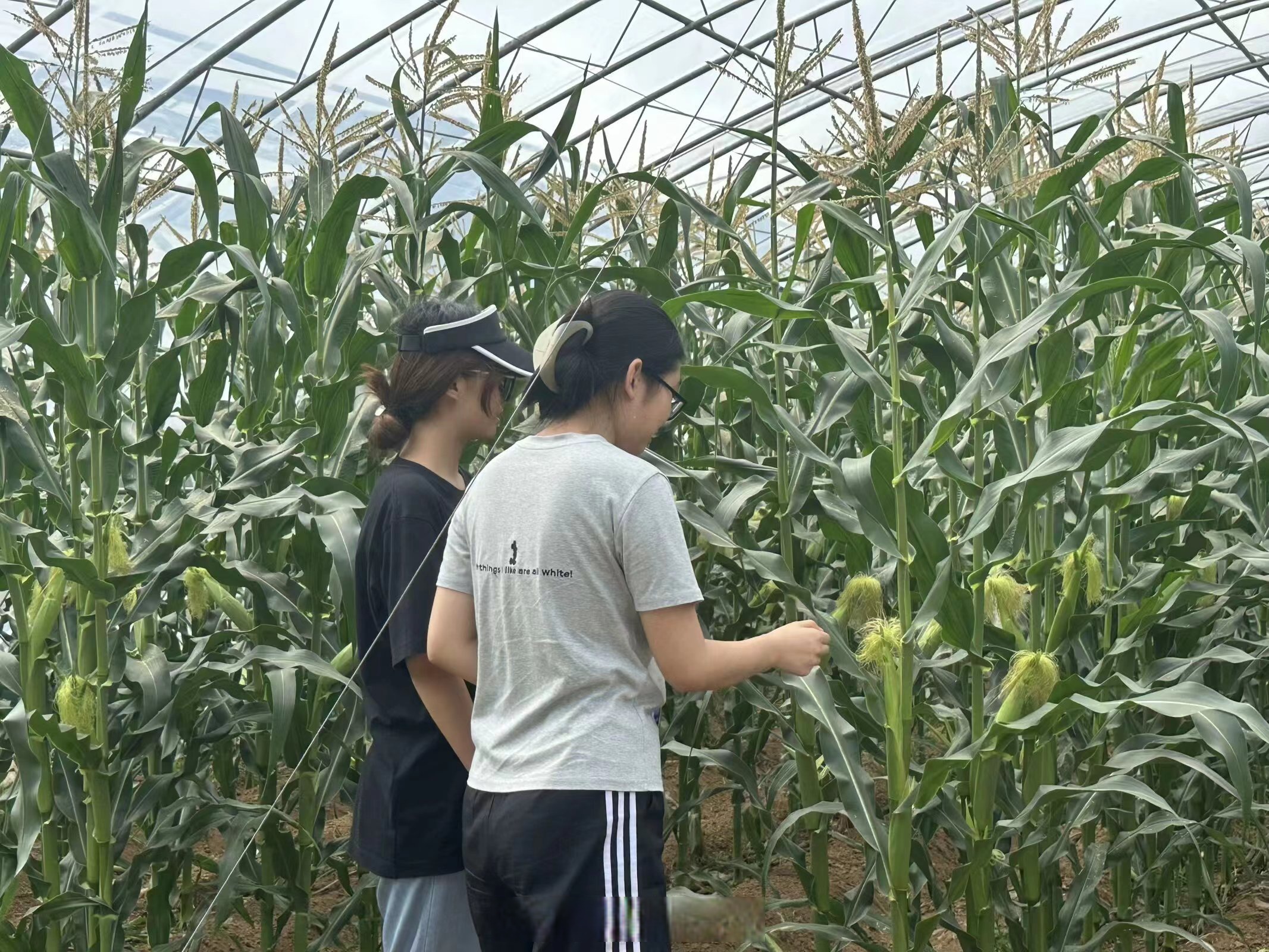易捷微光计划公益林在阿克苏正式揭牌助力乡村振兴