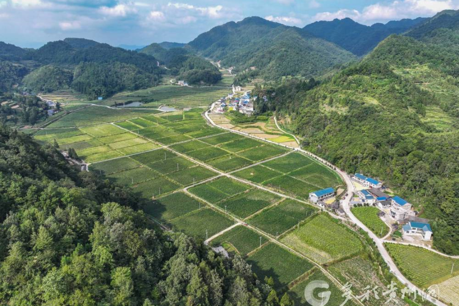 易捷微光计划公益林在阿克苏正式揭牌助力乡村振兴